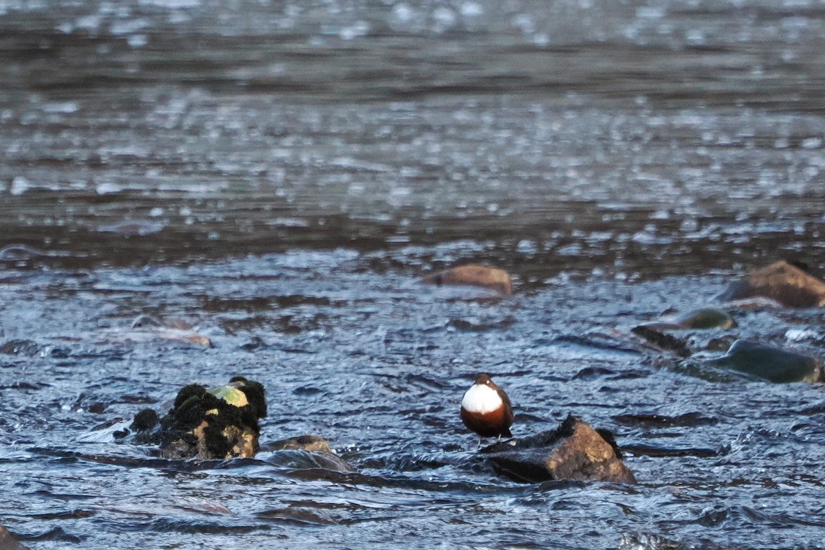 White-throated Dipper - ML645499795