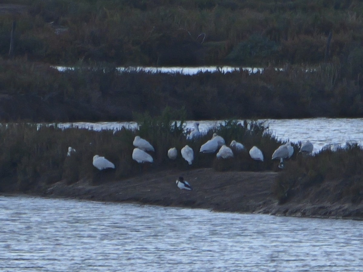 Common Shelduck - ML645499798