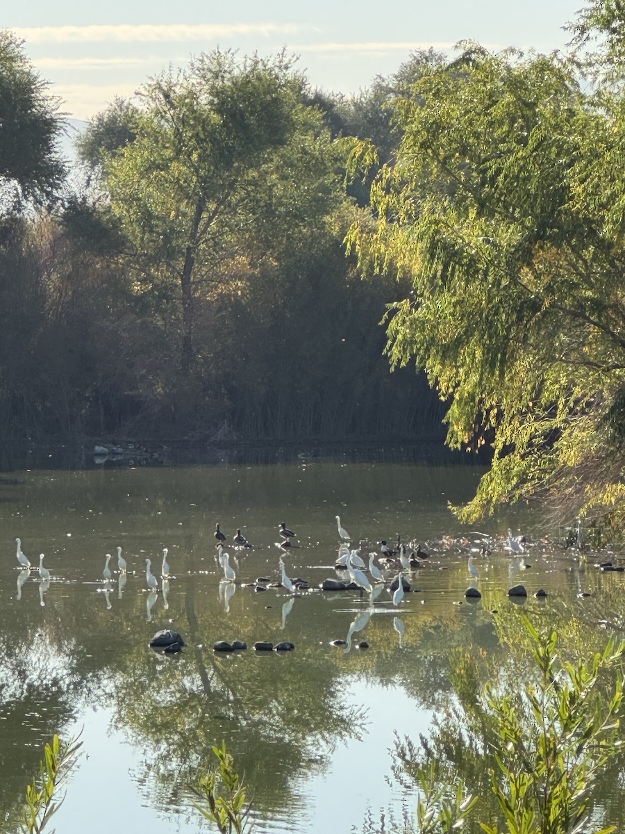 Snowy Egret - ML645499799