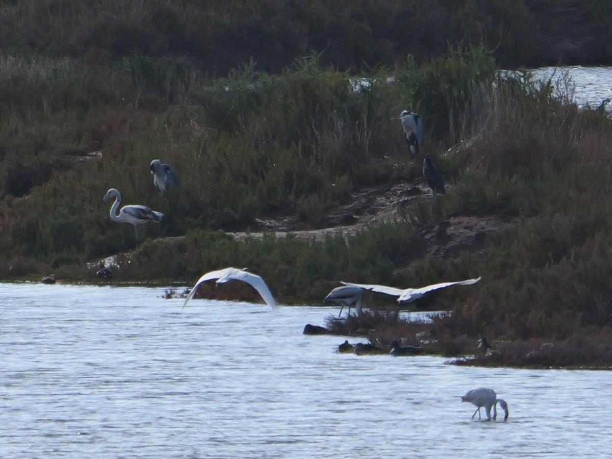 Gray Heron - ML645499807