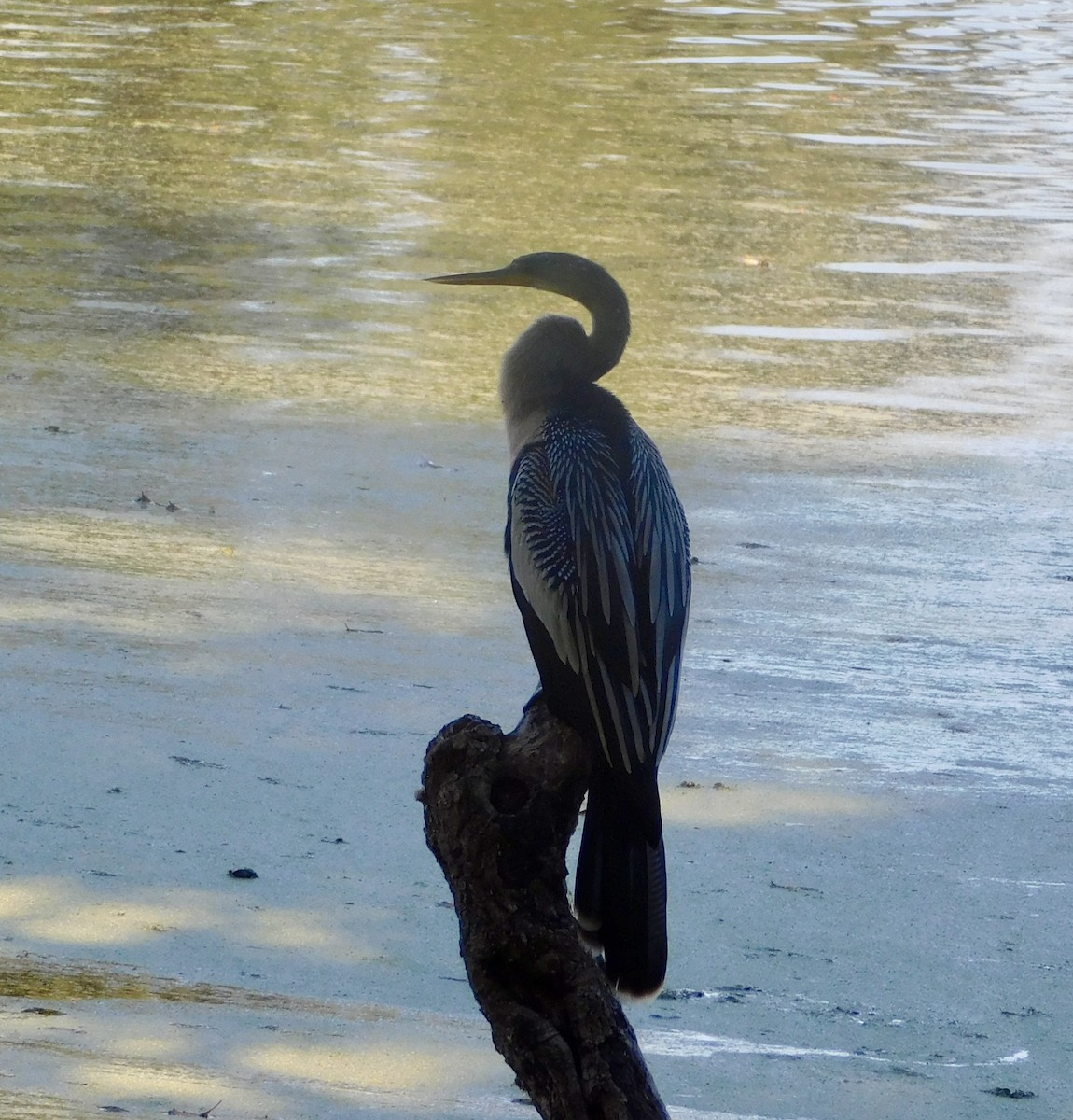 Anhinga d'Amérique - ML645499822