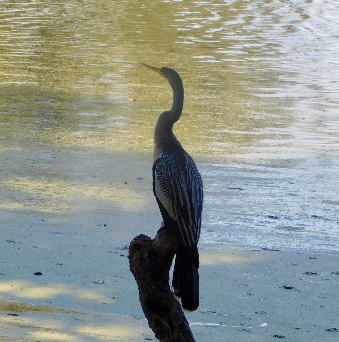 Anhinga d'Amérique - ML645499824