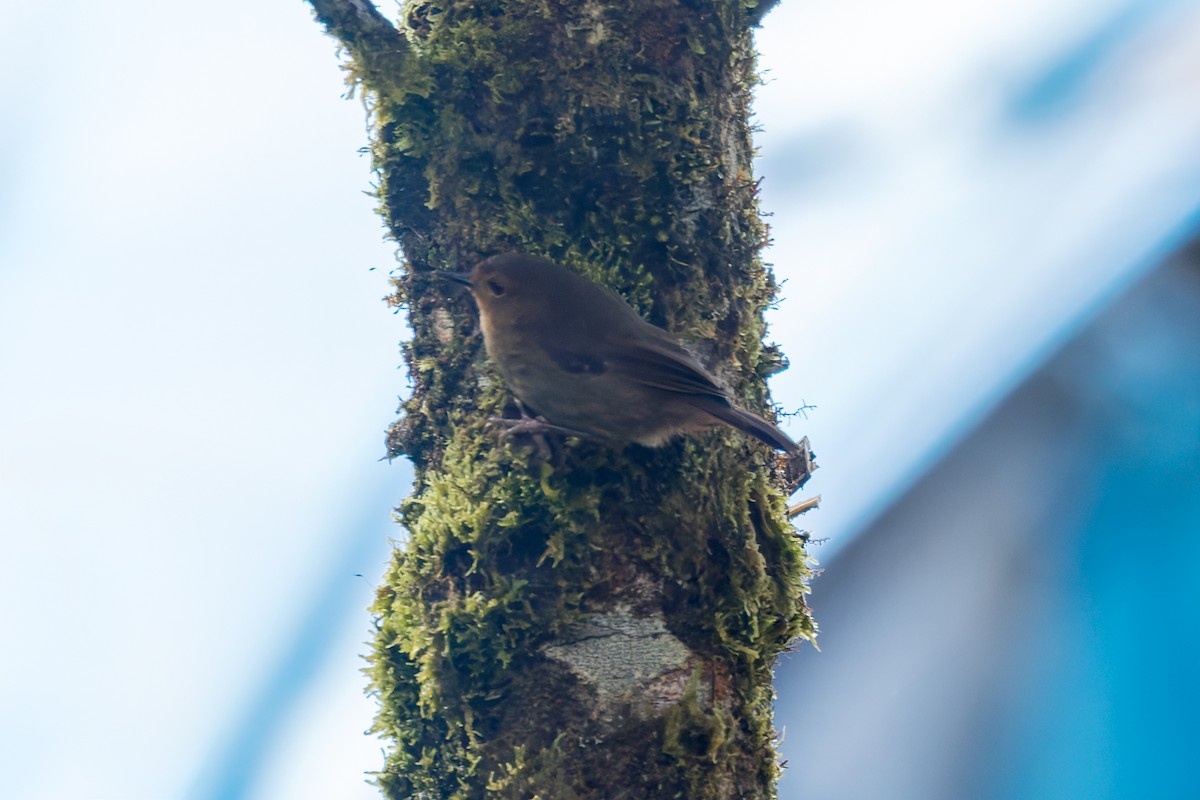 Large Scrubwren - ML645499832