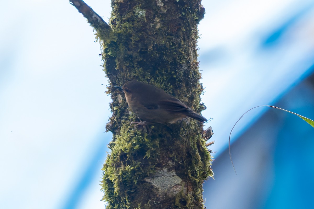 Large Scrubwren - ML645499833