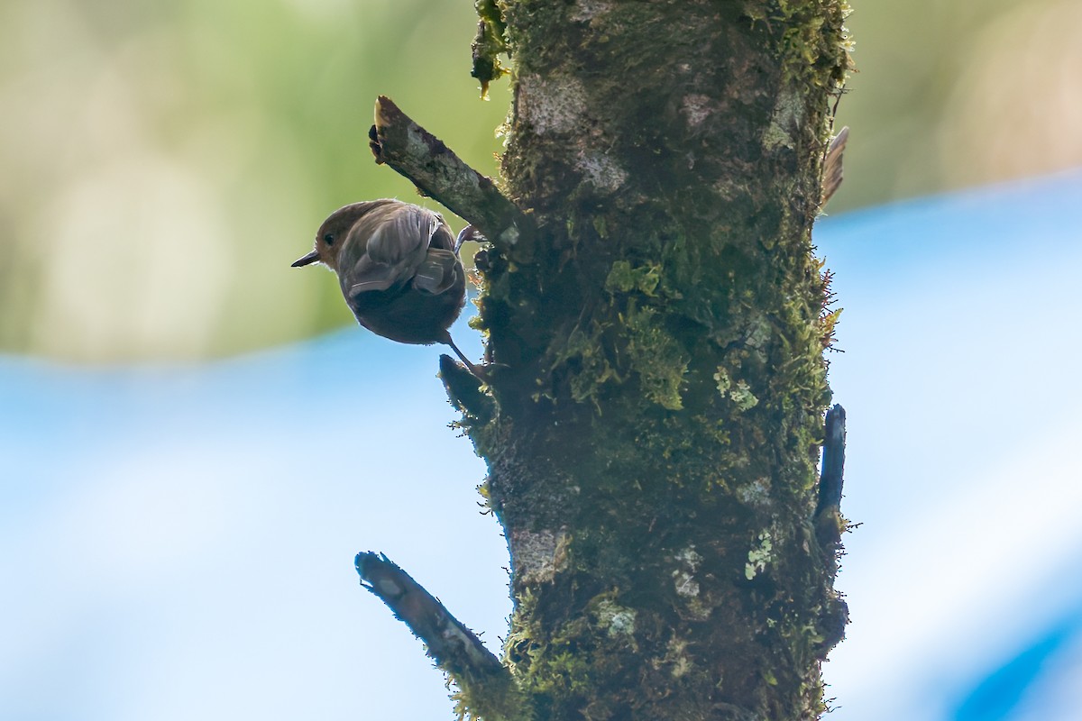 Large Scrubwren - ML645499834