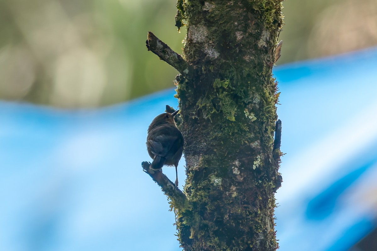 Large Scrubwren - ML645499835