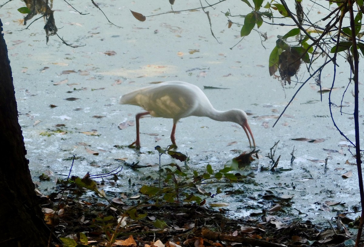 Ibis blanc - ML645499836