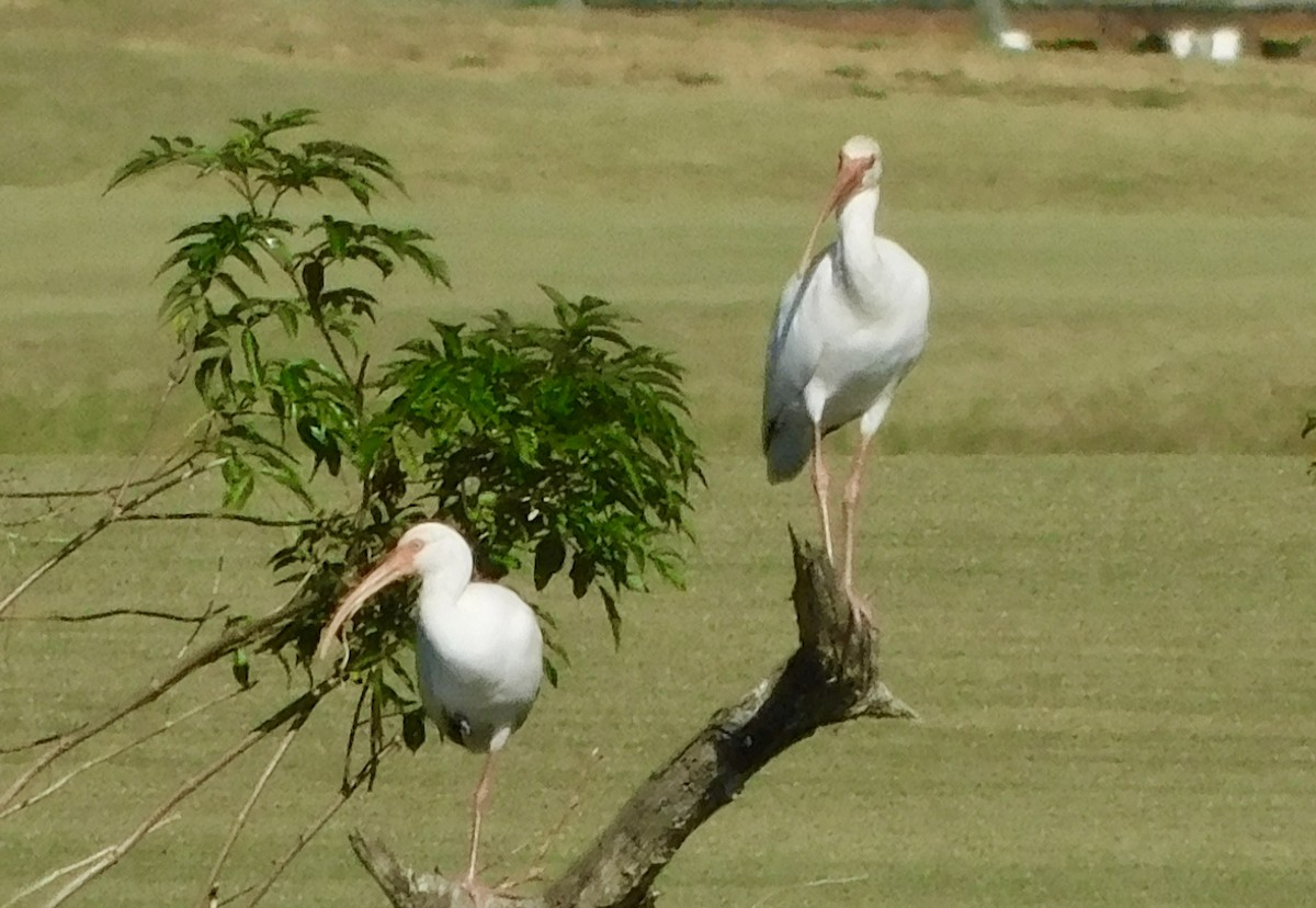 Ibis blanc - ML645499837