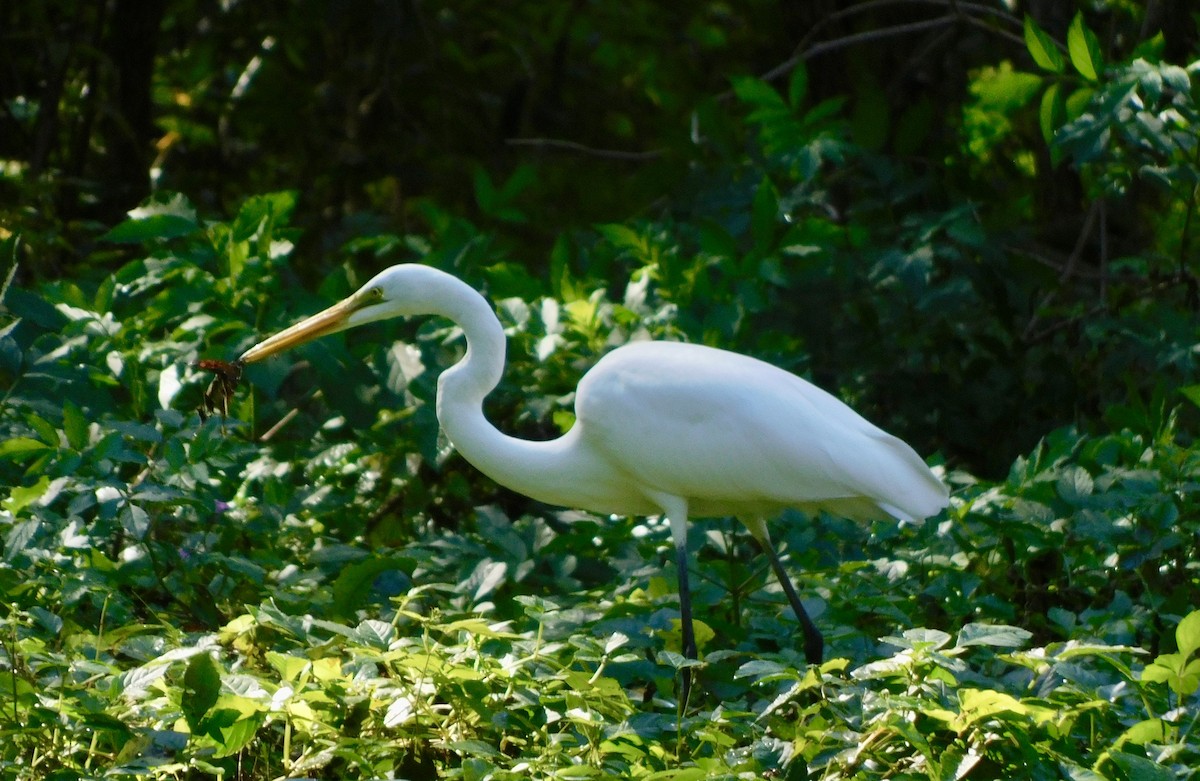 Grande Aigrette - ML645499841