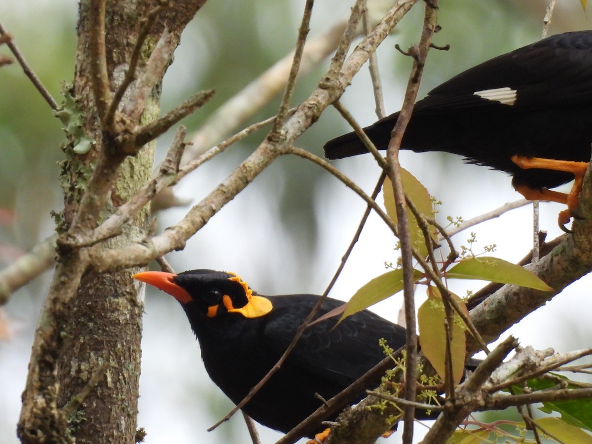 loskuták jižní - ML645499845