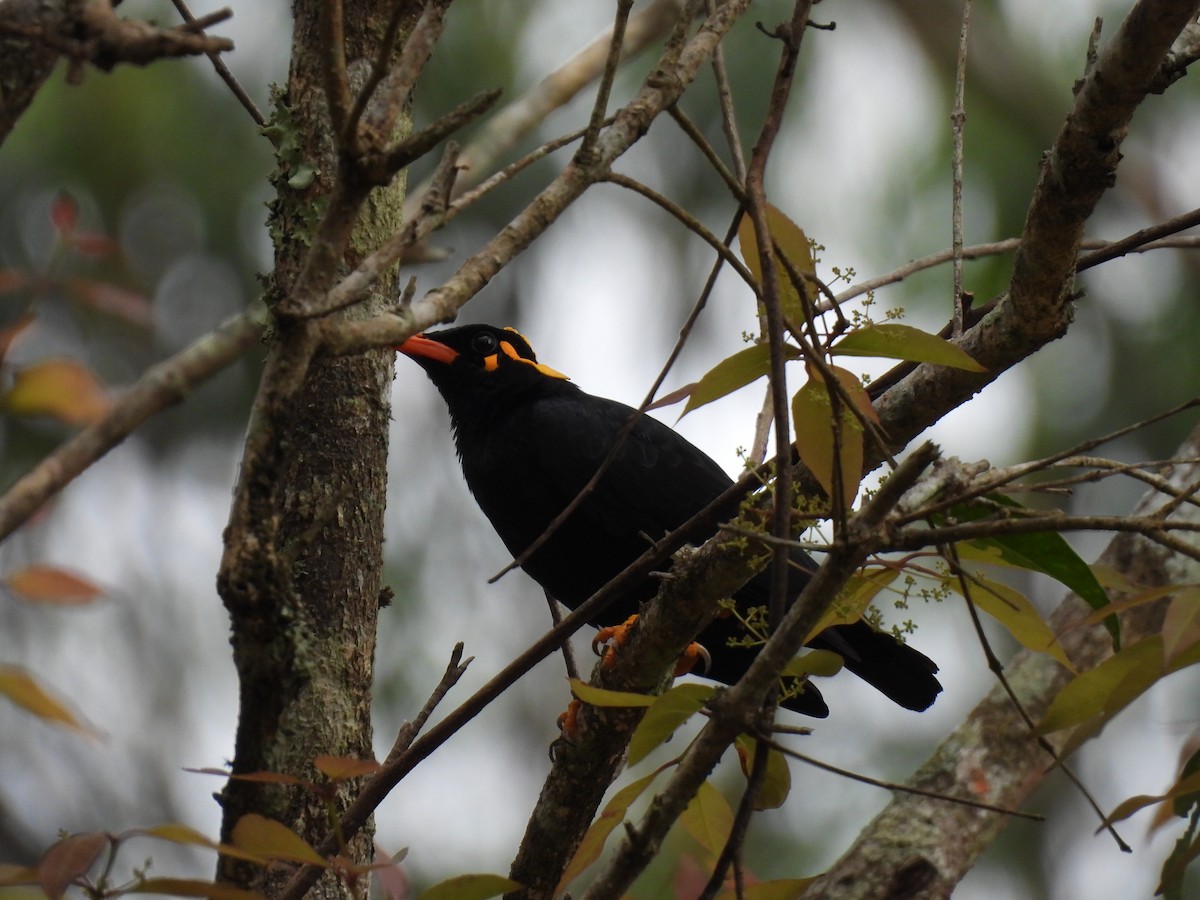 loskuták jižní - ML645499846