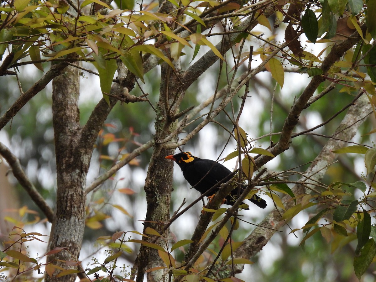 loskuták jižní - ML645499847