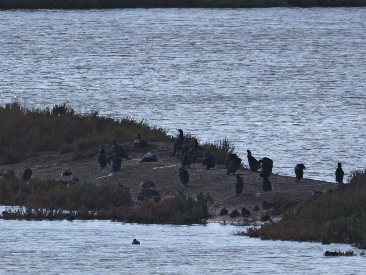 Great Cormorant - ML645499848