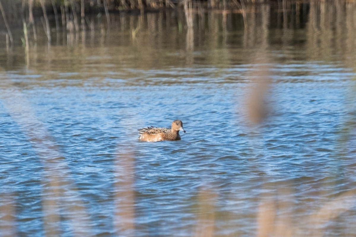 Eurasian Wigeon - ML645499853