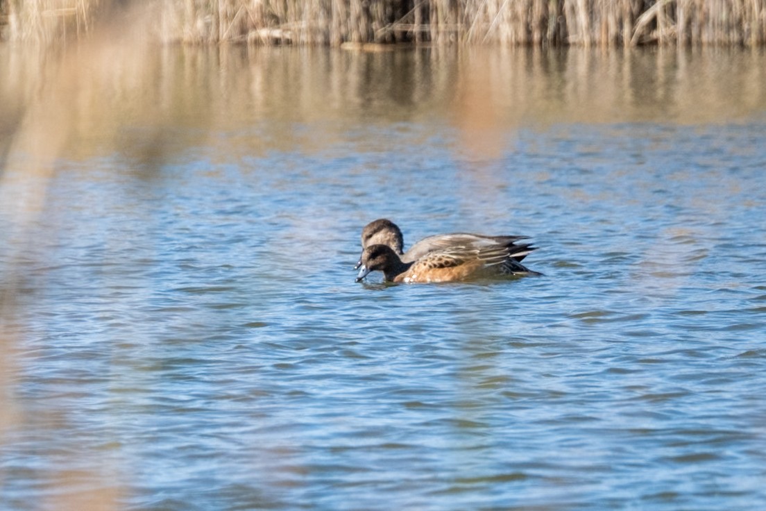 Eurasian Wigeon - ML645499854
