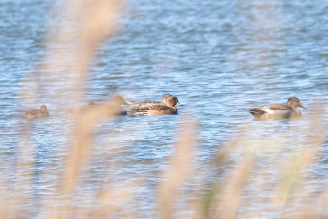 Eurasian Wigeon - ML645499855