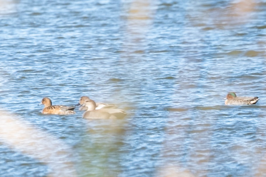 Eurasian Wigeon - ML645499856