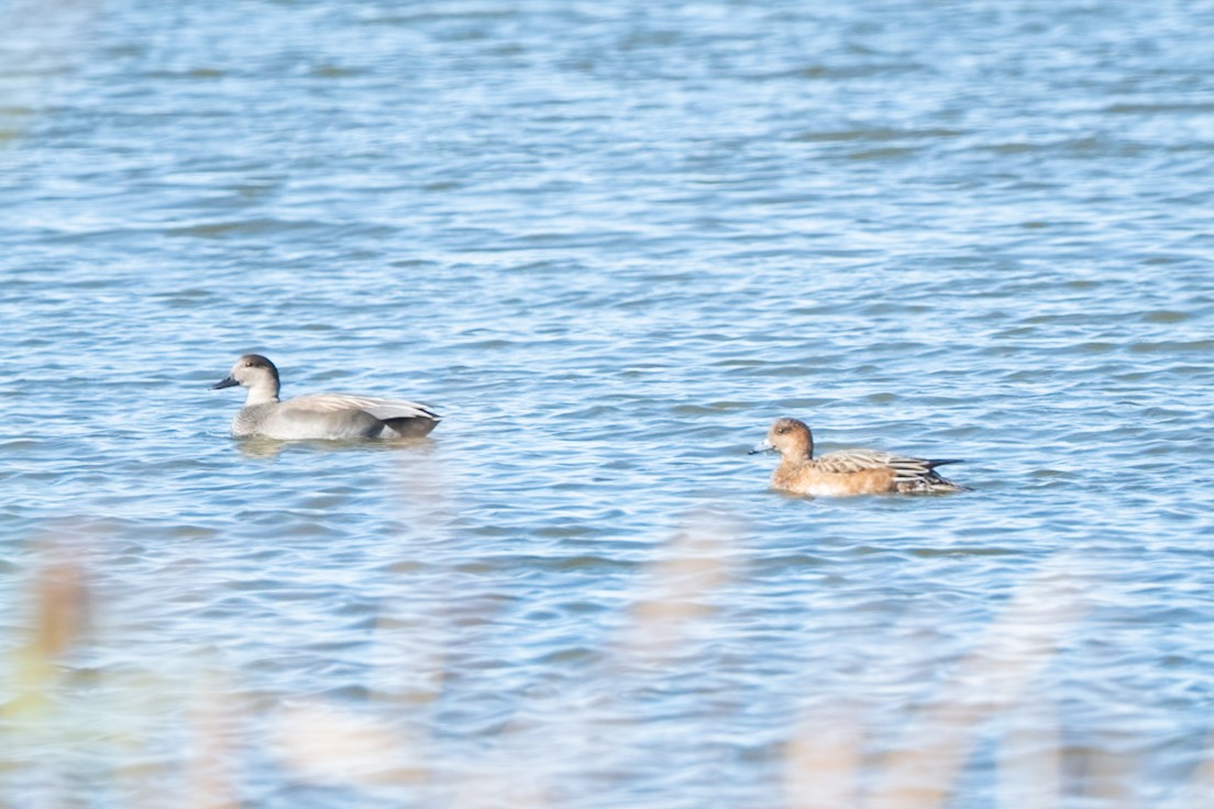 Eurasian Wigeon - ML645499857