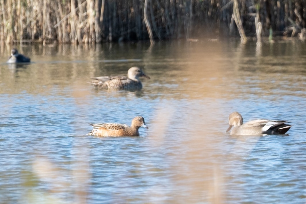Eurasian Wigeon - ML645499858