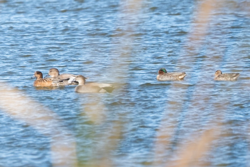 Eurasian Wigeon - ML645499859