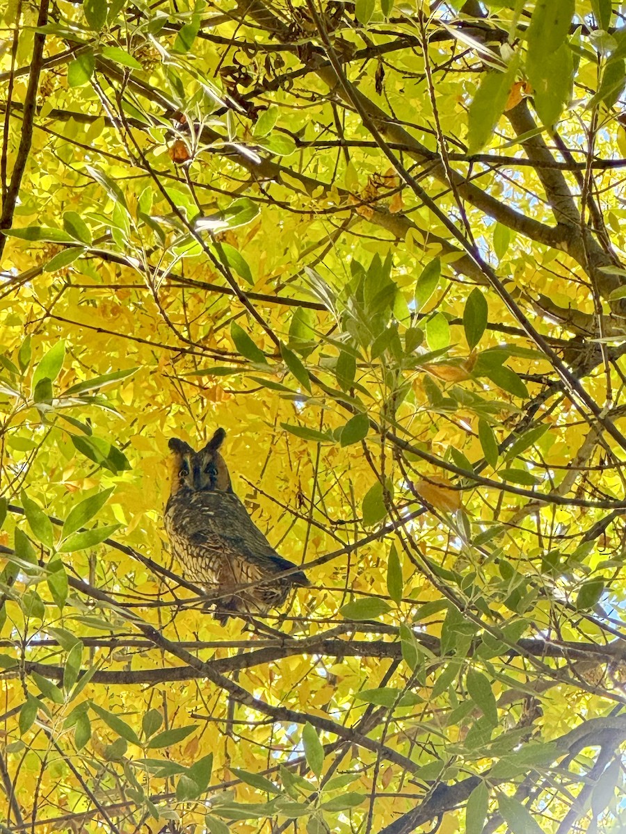 Gufo comune - ML645499862