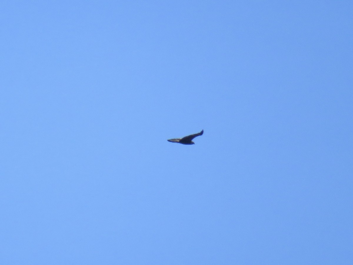 Golden Eagle - ML645499864