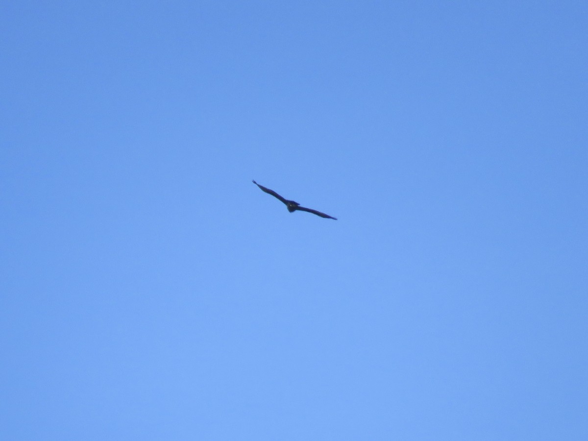 Golden Eagle - ML645499865