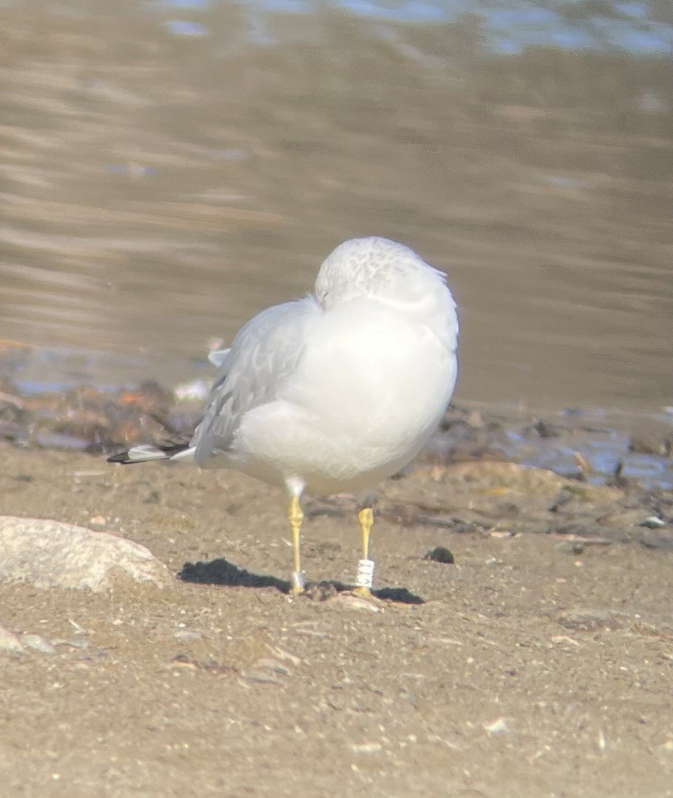 racek kroužkozobý - ML645499872