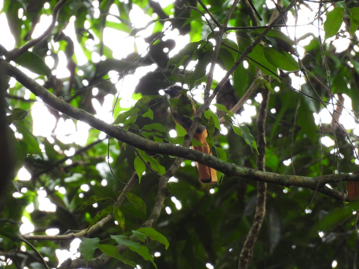 Malabar Trogon - ML645499876