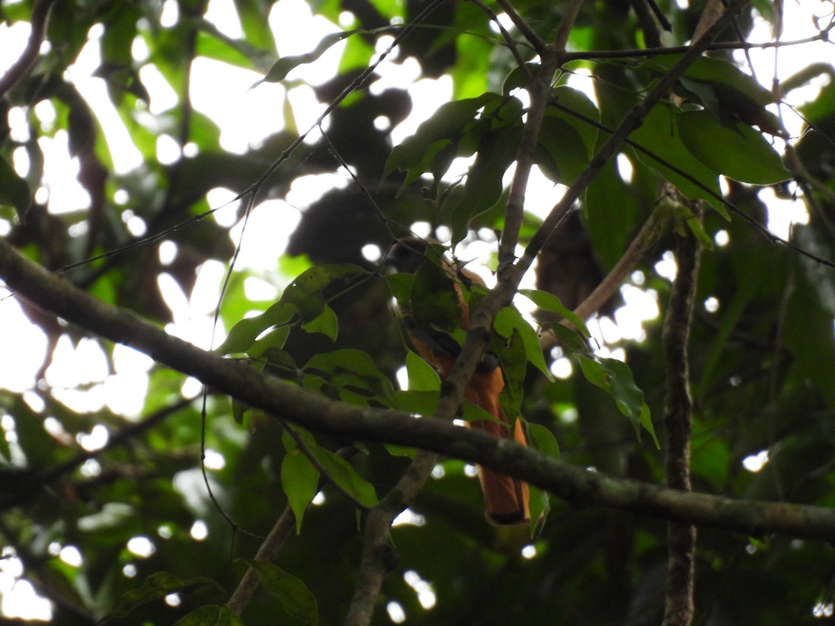 Malabar Trogon - ML645499877