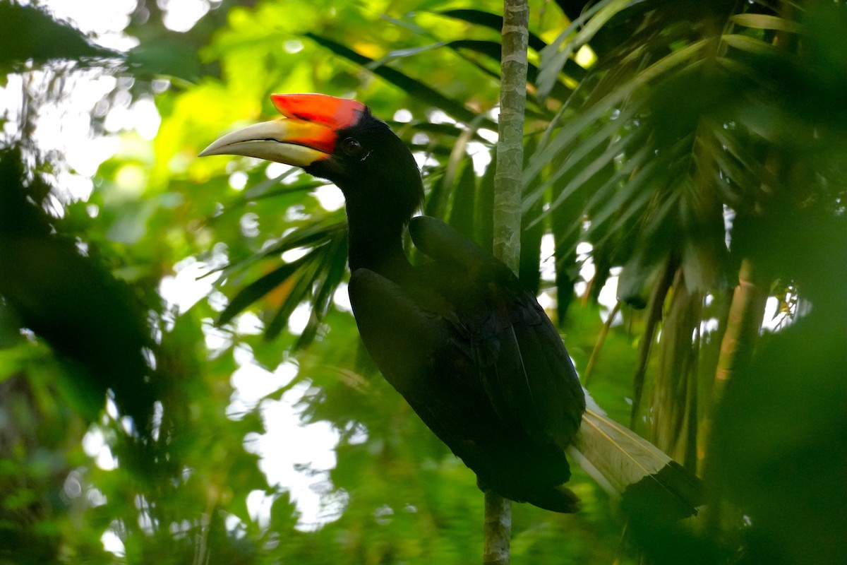 Calao rhinocéros - ML645499881