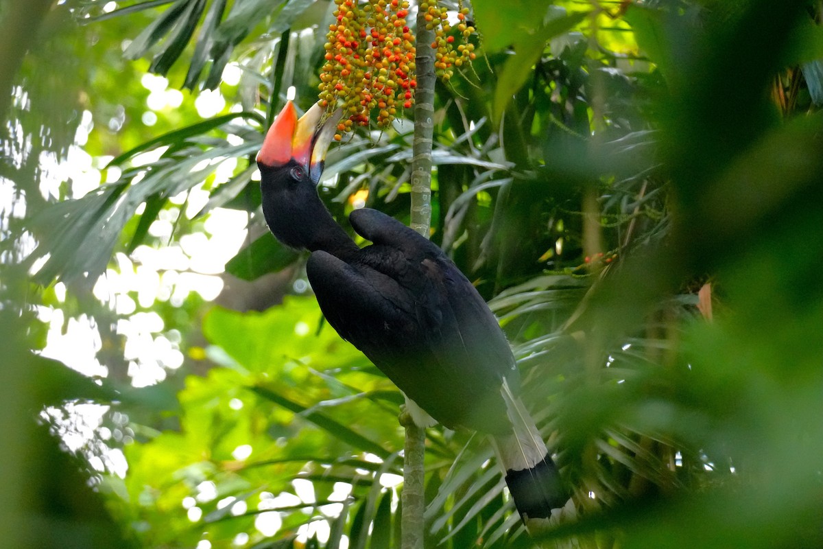 Calao rhinocéros - ML645499882