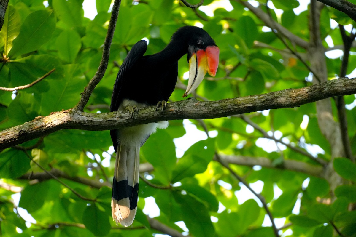 Calao rhinocéros - ML645499883