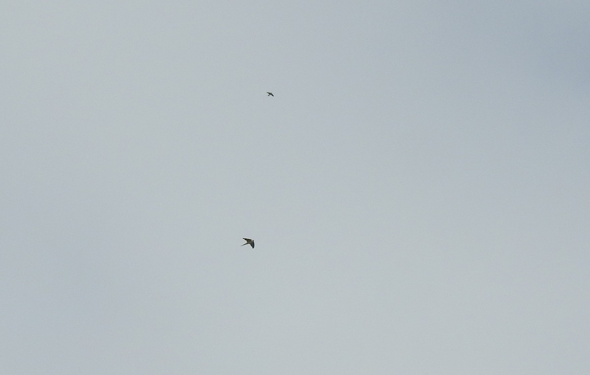 Streak-throated Swallow - ML645499888