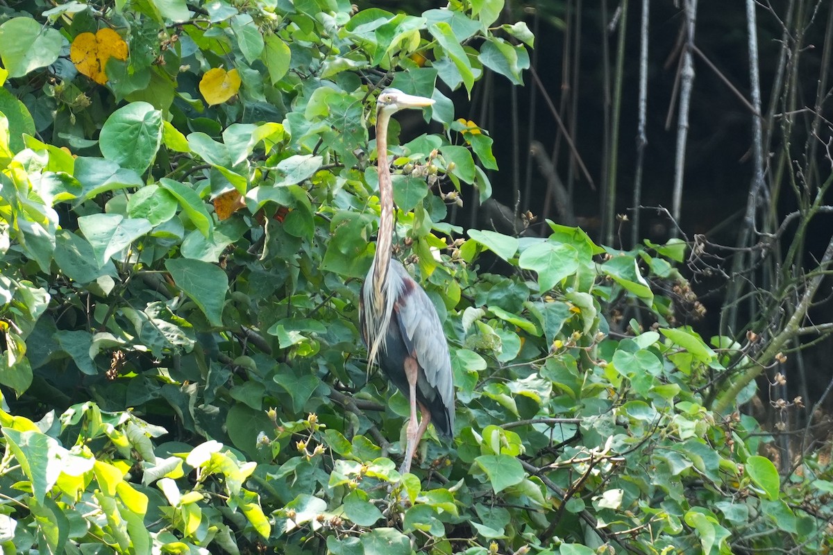 Héron pourpré - ML645499891