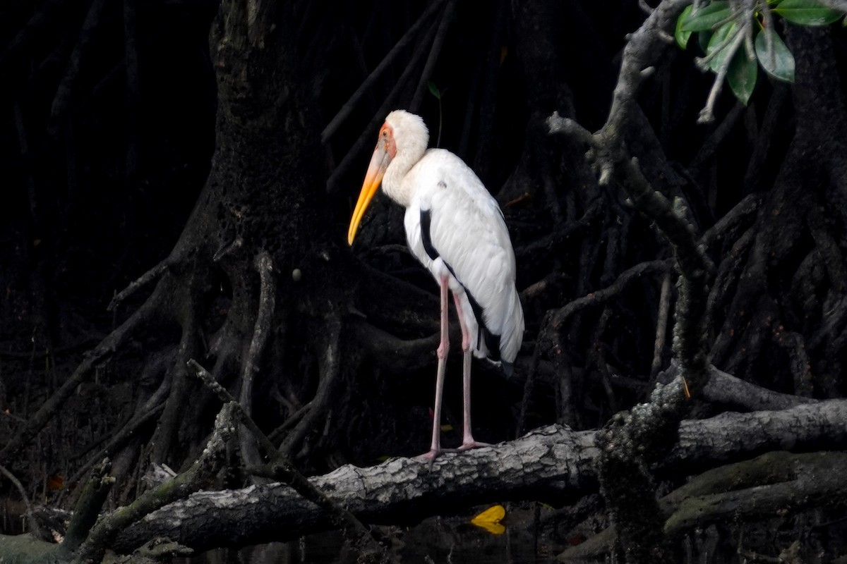 Tantale blanc - ML645499912