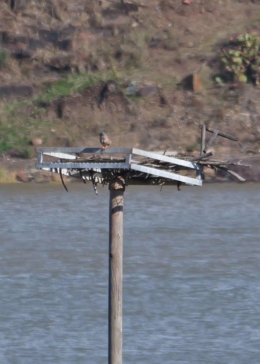Eurasian Kestrel - ML645499913