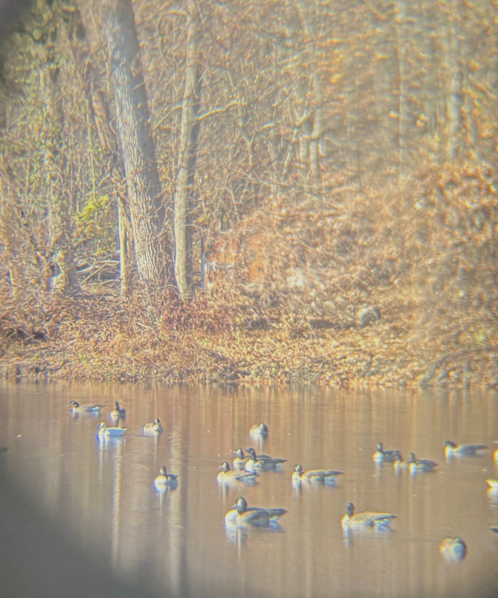 Snow Goose - ML645499916