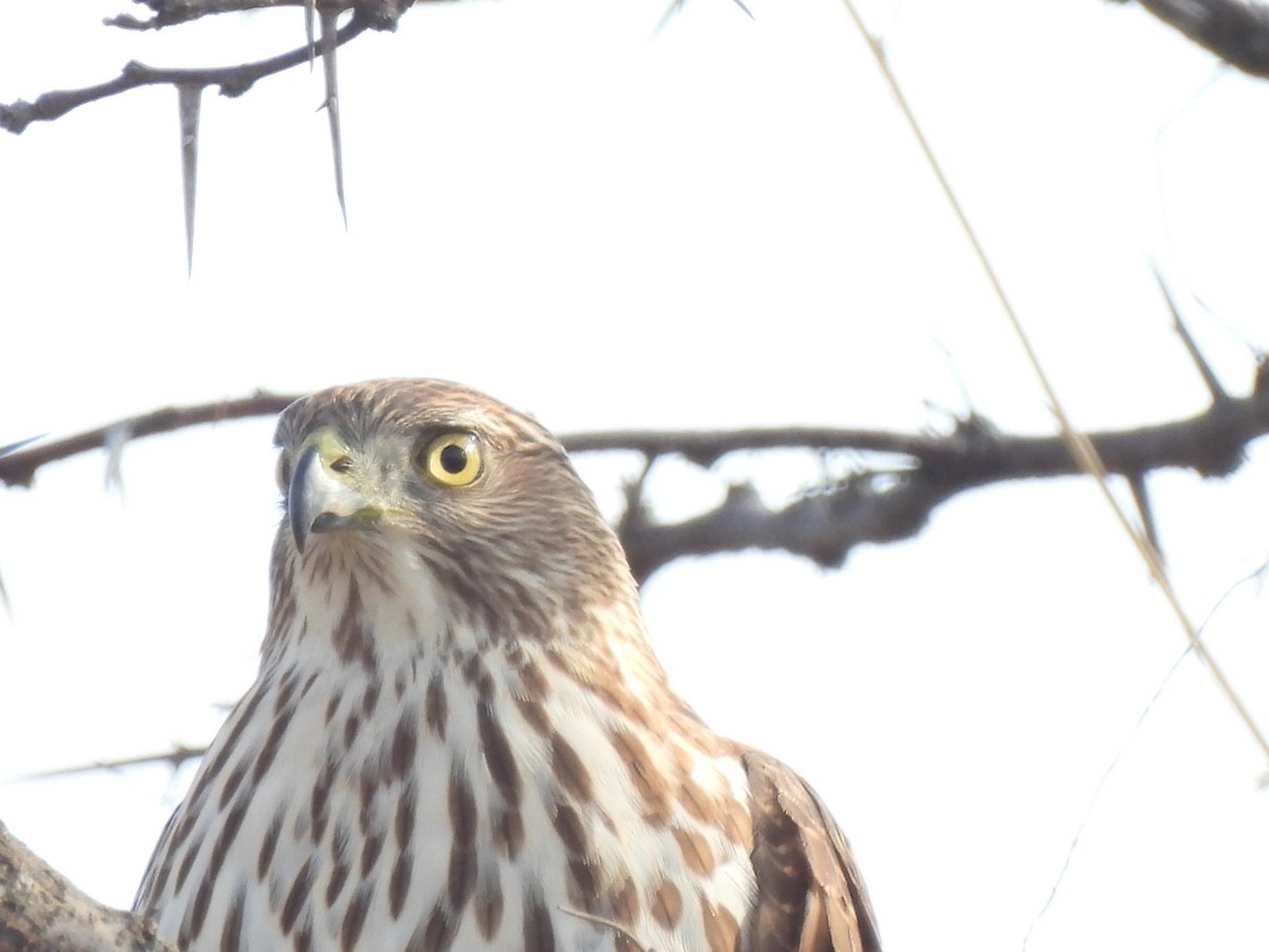 Cooper's Hawk - ML645499917