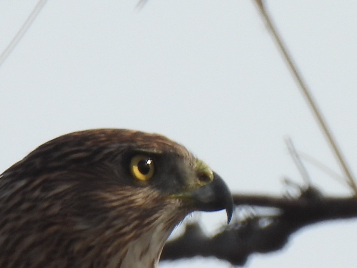 Cooper's Hawk - ML645499918