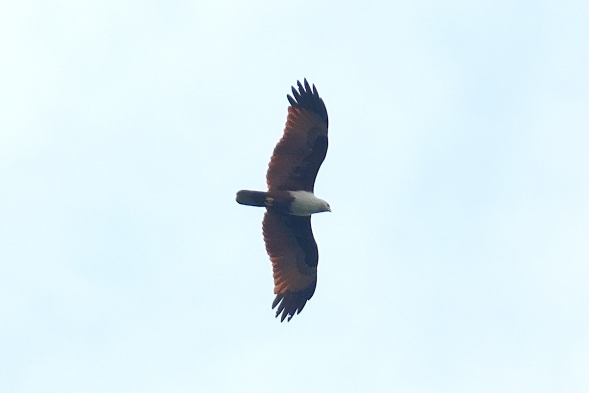 Milan sacré - ML645499921