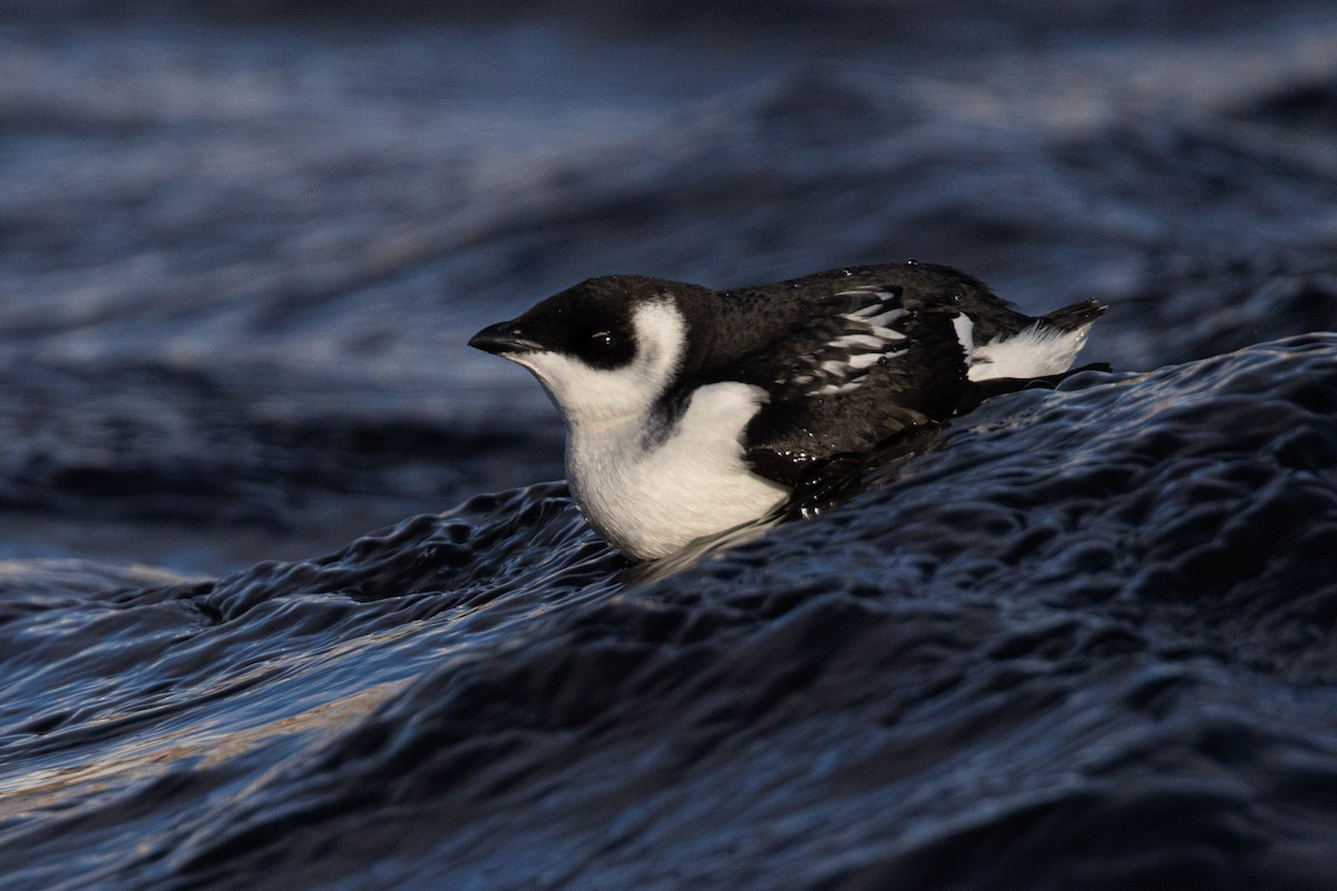 alkoun malý - ML645499924