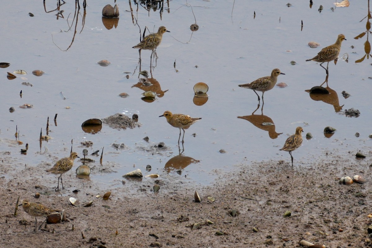 Pluvier fauve - ML645499935