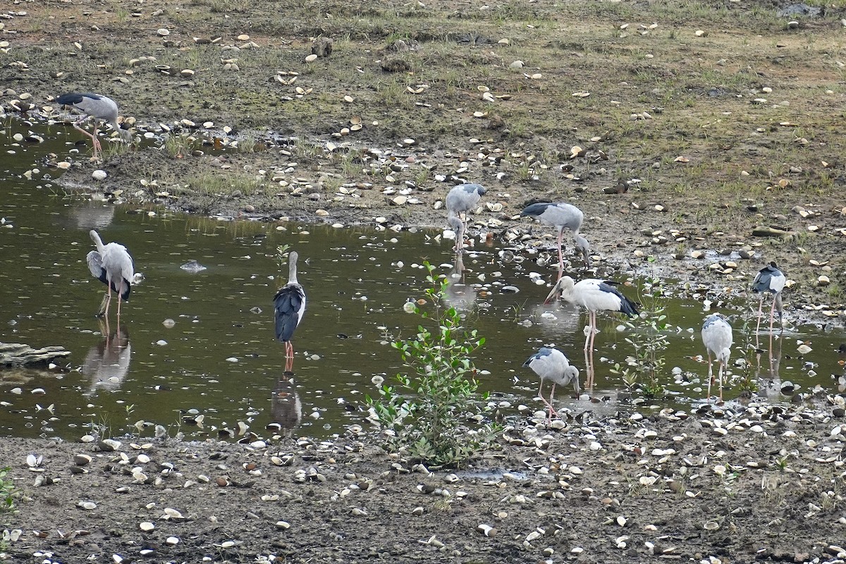 Bec-ouvert indien - ML645499943