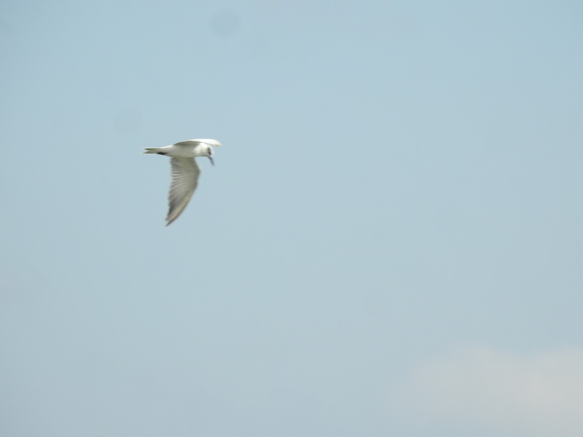 Whiskered Tern - ML645499944