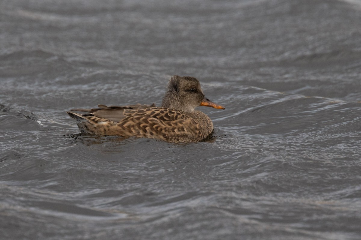 Ipar-ahatea - ML645499945