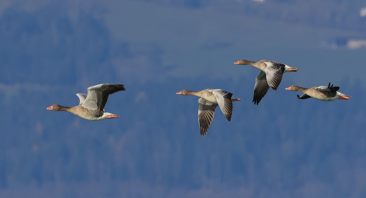 Graylag Goose - ML645499948