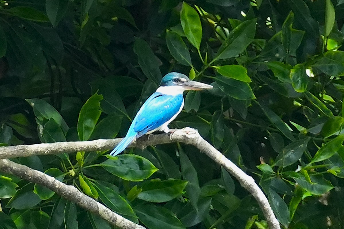 Martin-chasseur à collier blanc - ML645499949