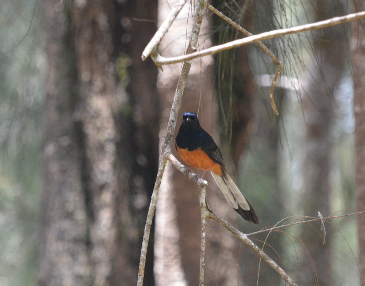 White-rumped Shama - ML645499950