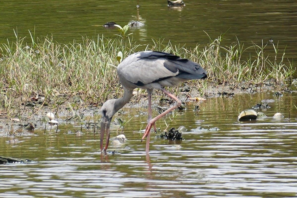 Bec-ouvert indien - ML645499953